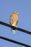 Red-shouldered Hawk