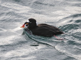 Surf Scoter