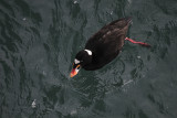 Surf Scoter