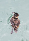 Surf Scoter (female)