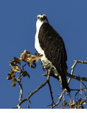 Osprey