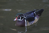 Wood Duck