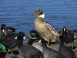 Hybrid Mallard