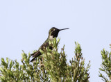 Costas Hummingbird