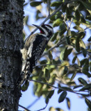 Red-naped Sapsucker