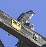 Prairie Falcon