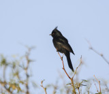 Phainopepla