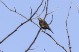 Bronzed Cowbird