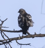 Mississippi Kite (Juvenile)