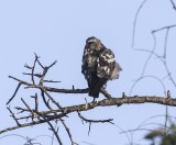 Mississippi Kite (Juvenile)