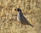 California Quail