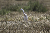 Cattle Egret