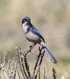 Scrub Jay