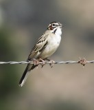 Lark Sparrow
