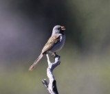 Black-chinned Sparrow