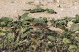 Red-throated Pipit