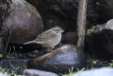 Lincoln Sparrow