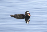 Surf Scoter