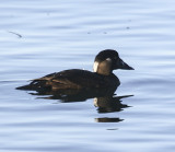 Surf Scoter