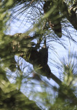 Red Crossbill