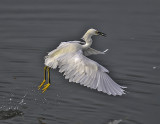 Snowy Egret