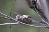 Hummingbird Nest