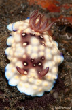 Bus Stop Chromodoris - Chromodoris hintuanensis