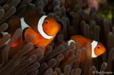 Pair of Clownfish