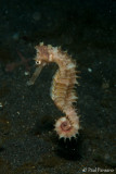 Common Seahorse - Hippocampus taeniopterus