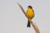 Zwartkopgors / Black-headed Bunting