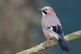 Gaai / Eurasian Jay