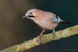 Gaai / Eurasian Jay