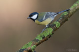 Koolmees / Great Tit 