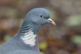 Houtduif / Common Wood Pigeon