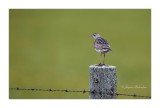 Maubche des champs / Upland Sandpiper