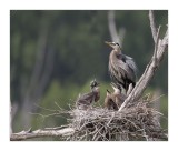 Grand Hron / Great Blue Heron