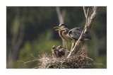 Grand Hron / Great Blue Heron