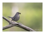 Moqueur Chat / Gray Catbird