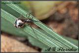 Argyrodes argyrodes 