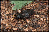Reduvius personatus