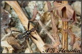Reduviidae