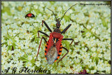 Rhynocoris erythropus