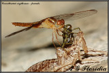 Crocothemis erythraea - female 