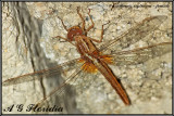 Crocothemis erythraea - female 