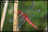 Crocothemis erythraea - female