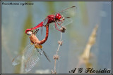 Crocothemis erythraea - cupola