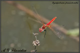 Sympetrum fonscolombii male in flight