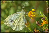 Pieris brassicae