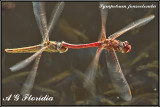 Sympetrum fonscolombii - tandem