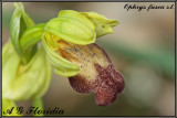 Ophrys fusca s.l. 
